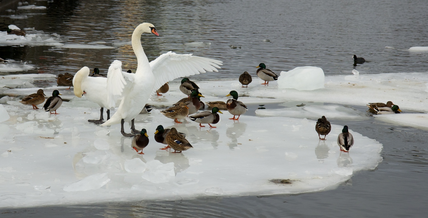 Guarding Swan