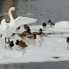 Guarding Swan