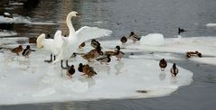 Guarding Swan