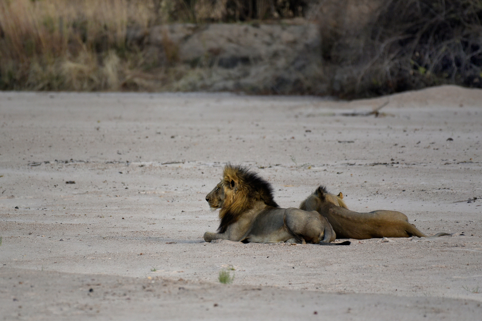 Guarding the territory