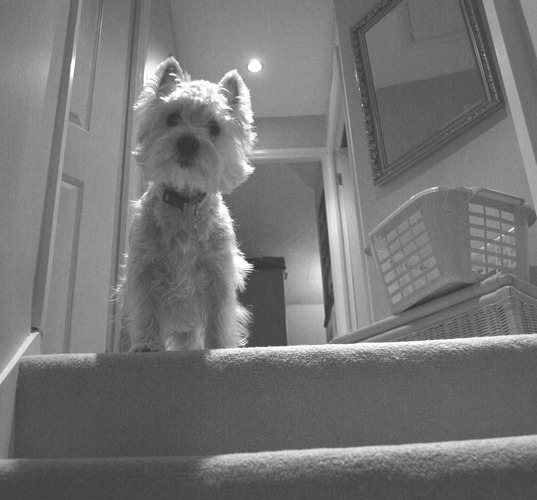 Guarding the top of the stairs