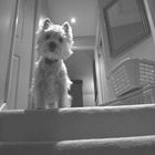 Guarding the top of the stairs