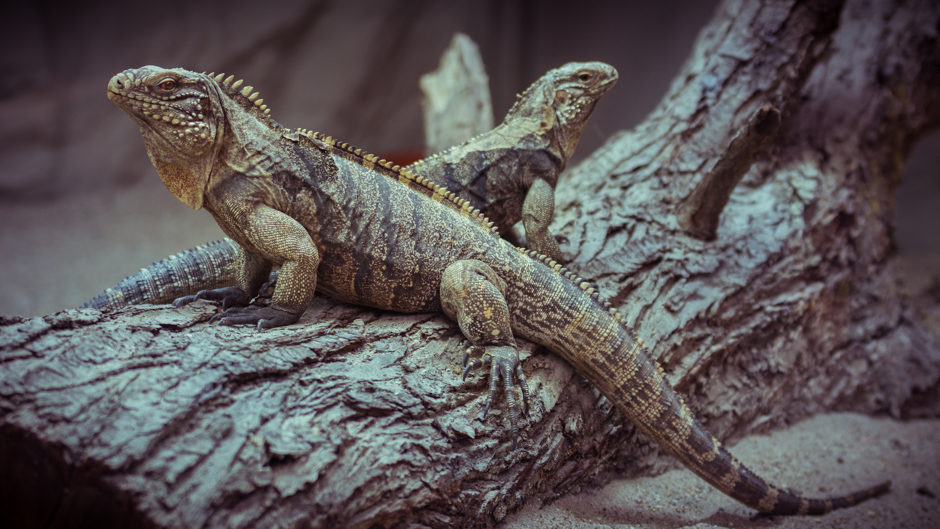 "Guatemala-Schwarz-Leguan"