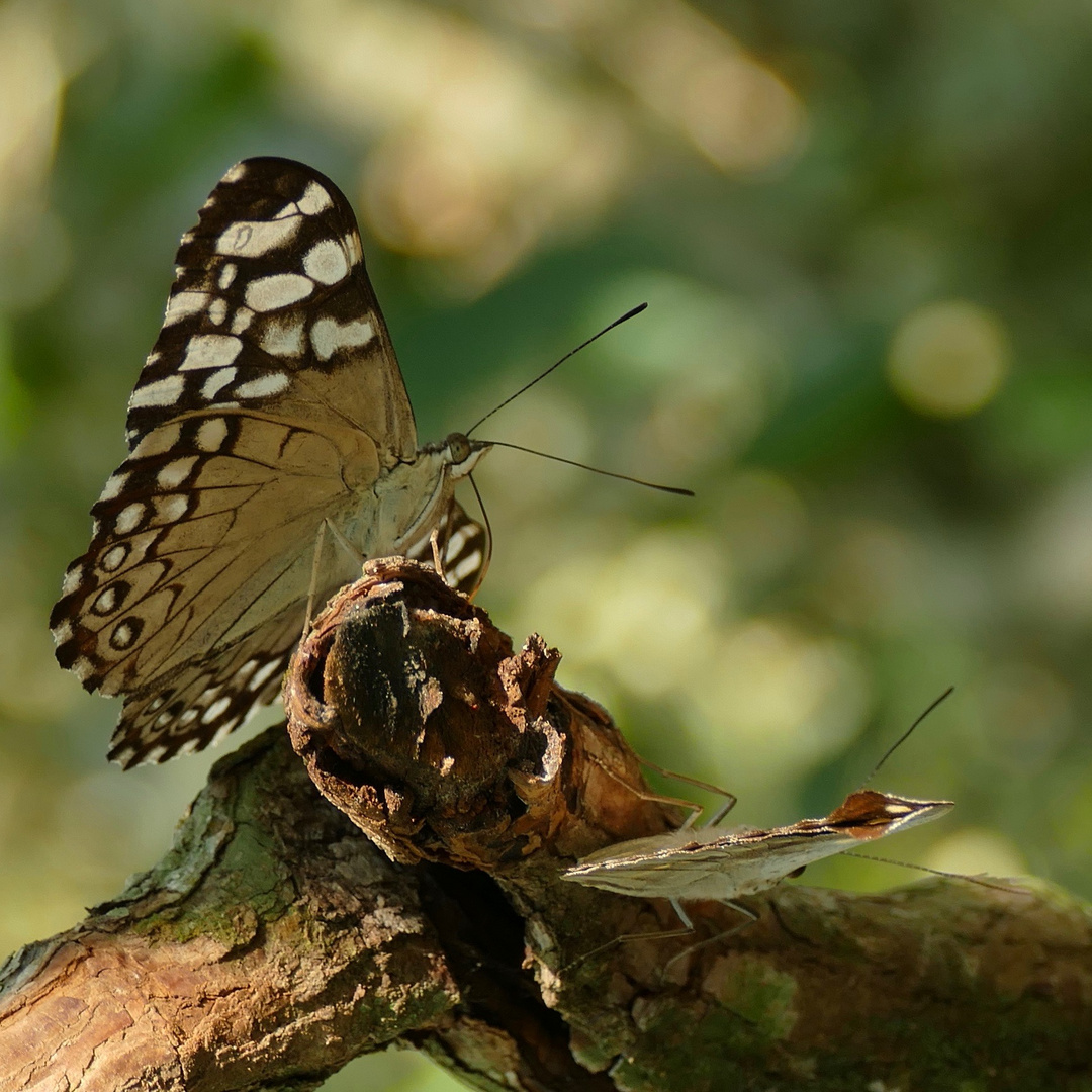 Guatemalan Cracker