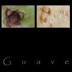 . guave .