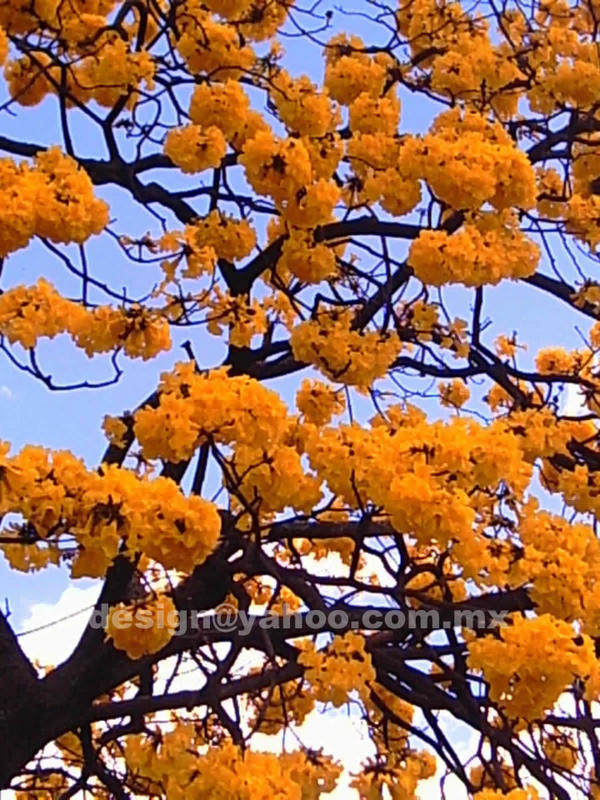 Guayacan en Medellín