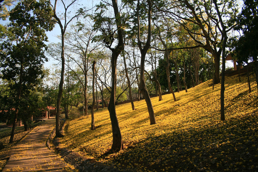 Guayacan en Villahermosa