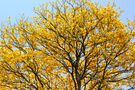 GUAYACAN MARAVILLA DE LA PRIMAVERA de gonher 