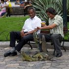 Guayaquil - Parque de las Iguanas