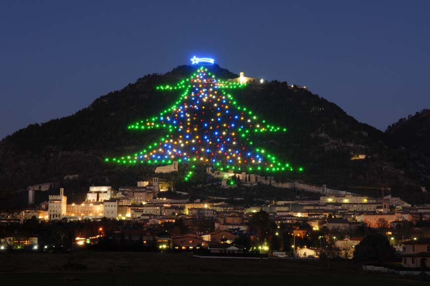 Gubbio, un albero da record!!