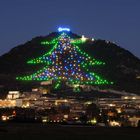 Gubbio, un albero da record!!