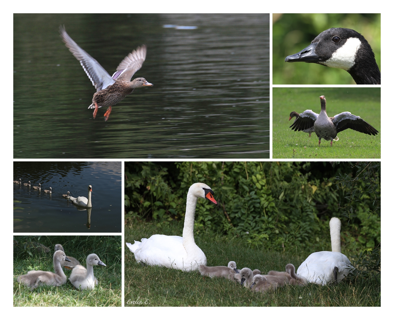 Guck doch, Familie Schwan mit fünf Jungen