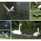 Guck doch, Familie Schwan mit fünf Jungen