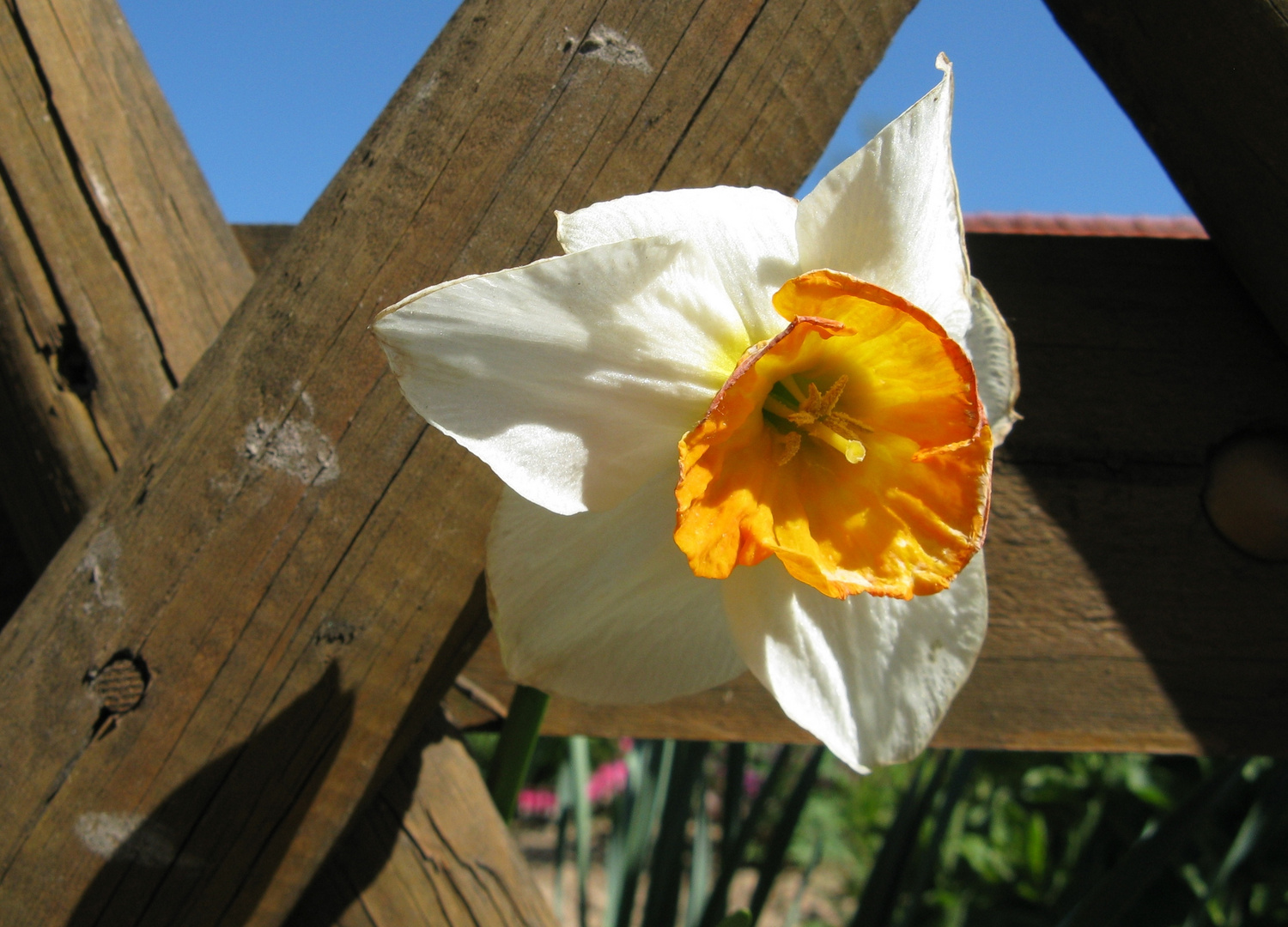 Guck' durch den Zaun! / Look through the fence!