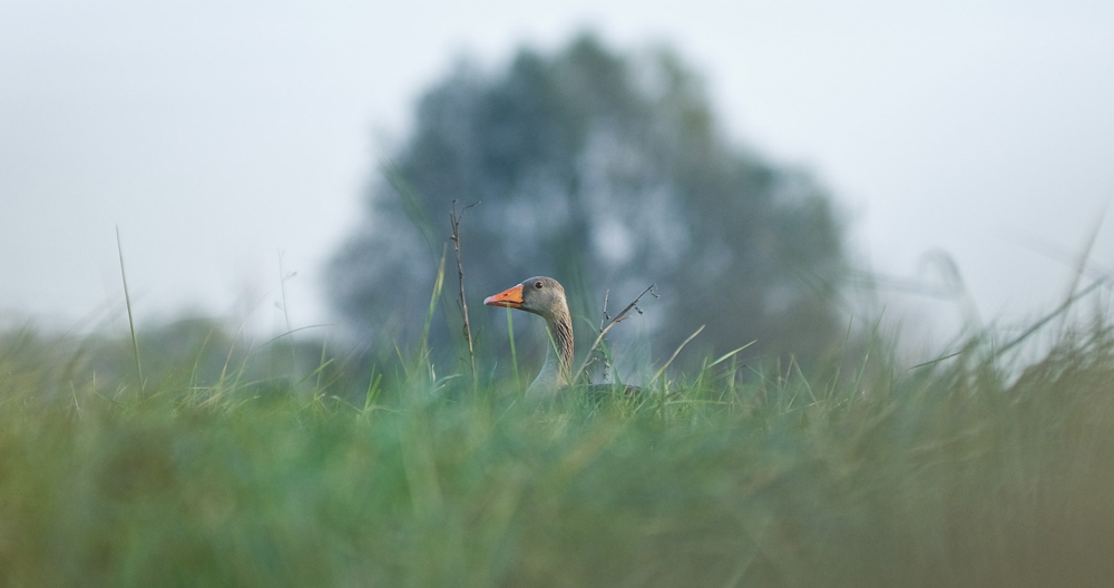 Guck, guck