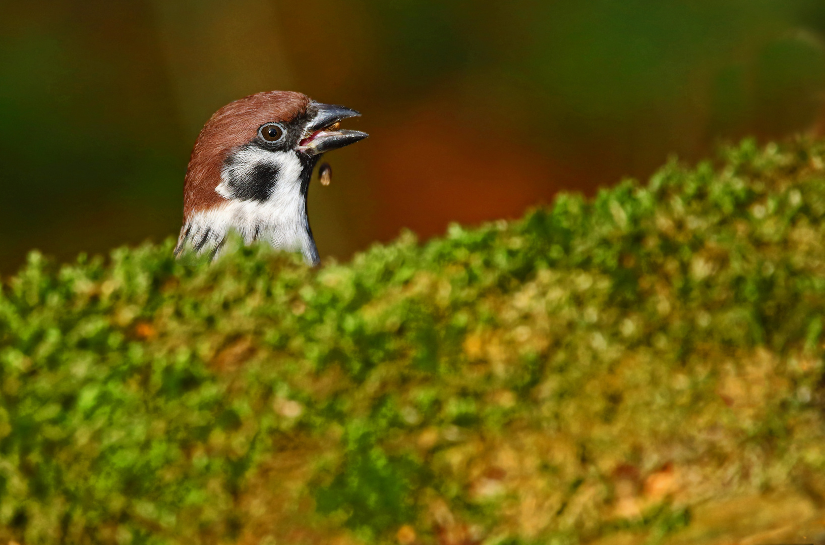 "GUCK GUCK"