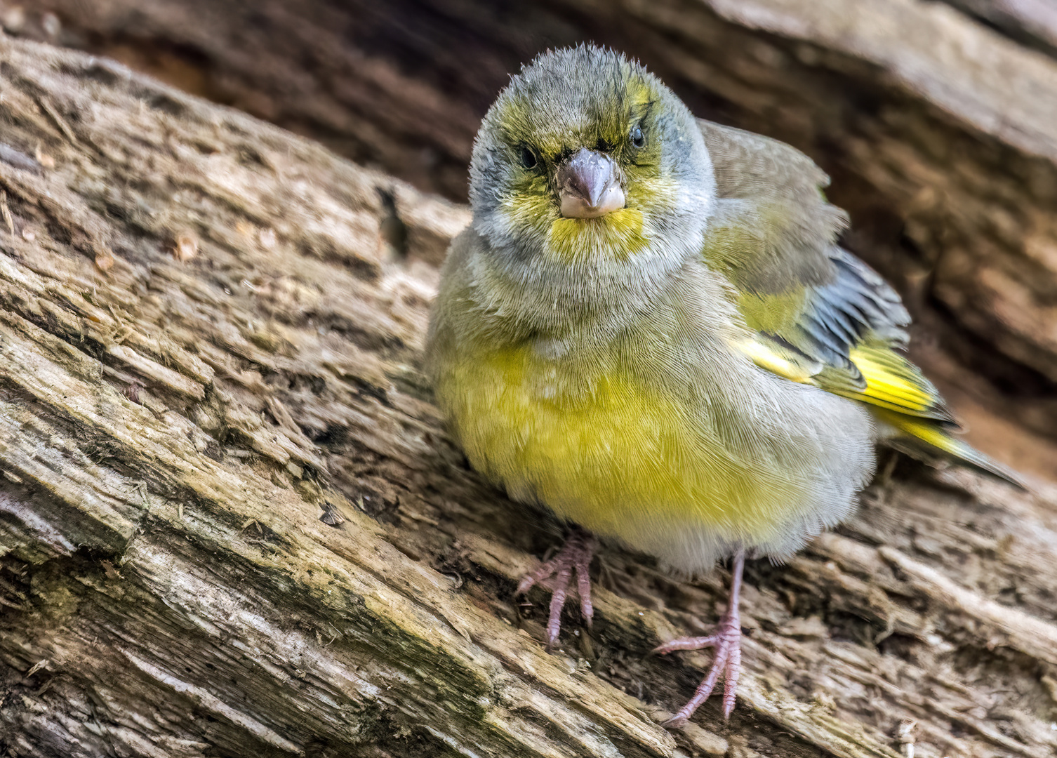 "GUCK GUCK"