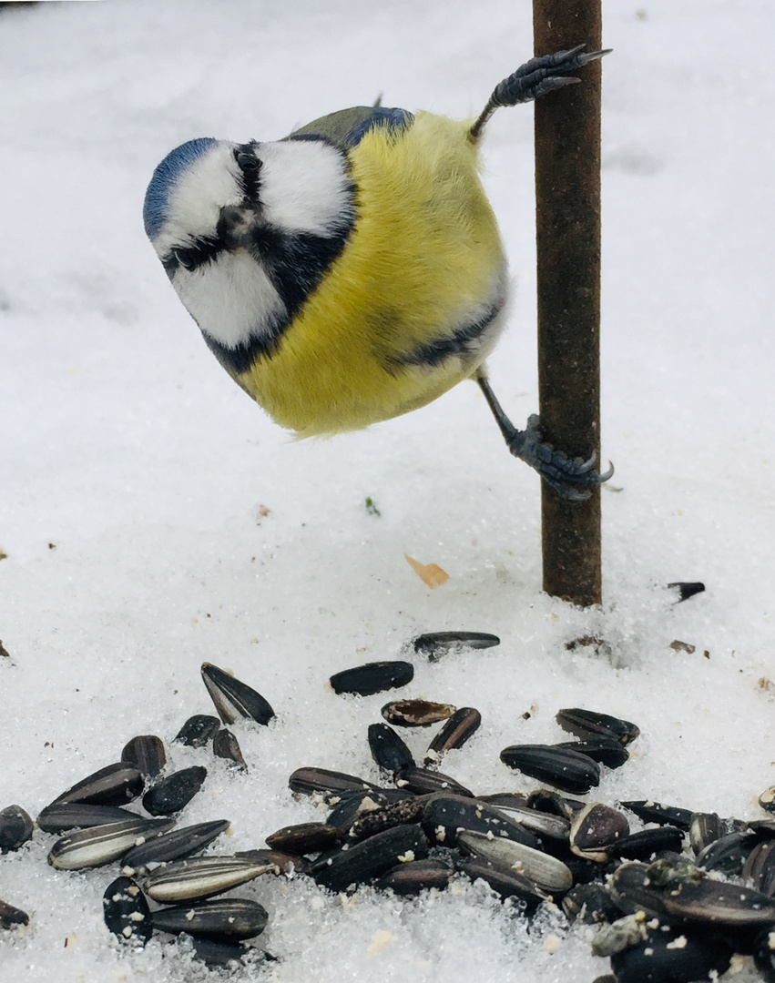 guck guck