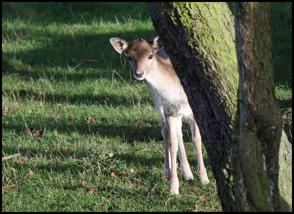 Guck guck!