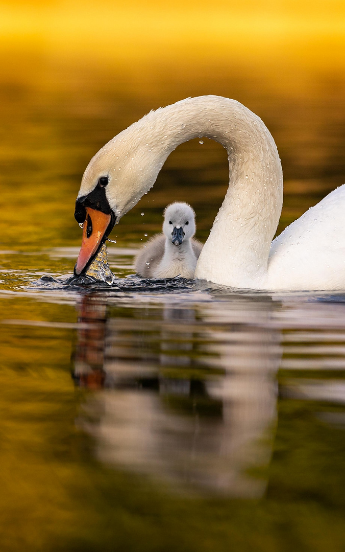 Guck-guck