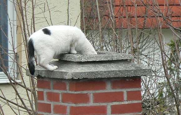 Guck guck - ist da wer? (Weißer Schornsteinfeger Teil 2)