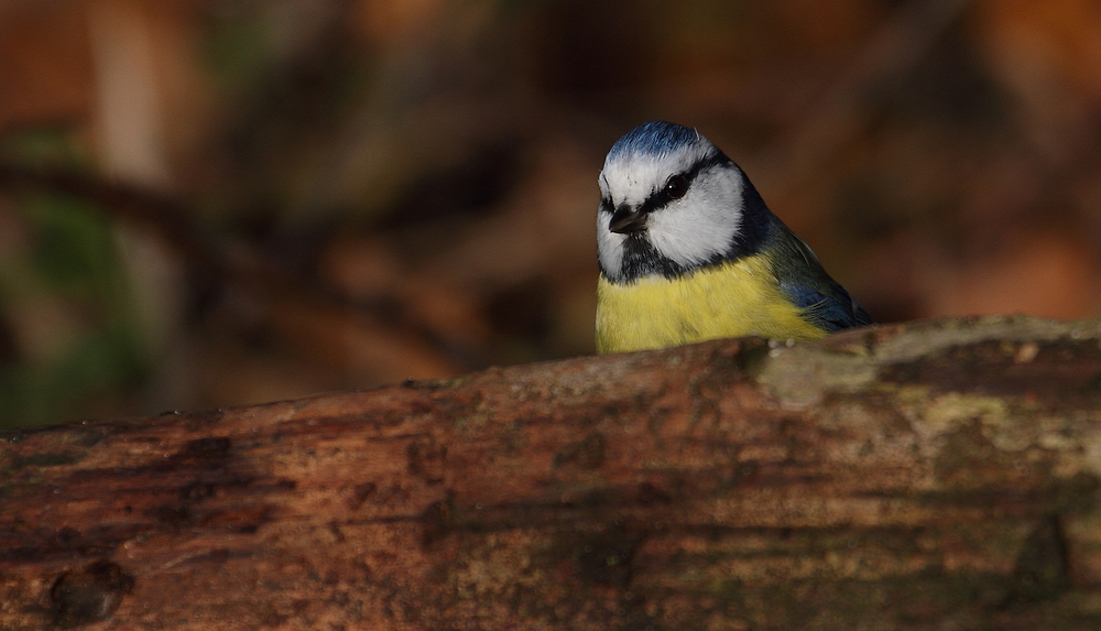 Guck Guck oder Blaumeise?