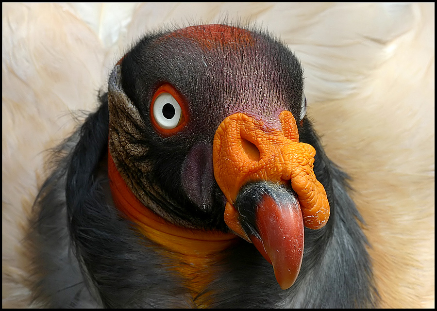 guck mal blöd.......