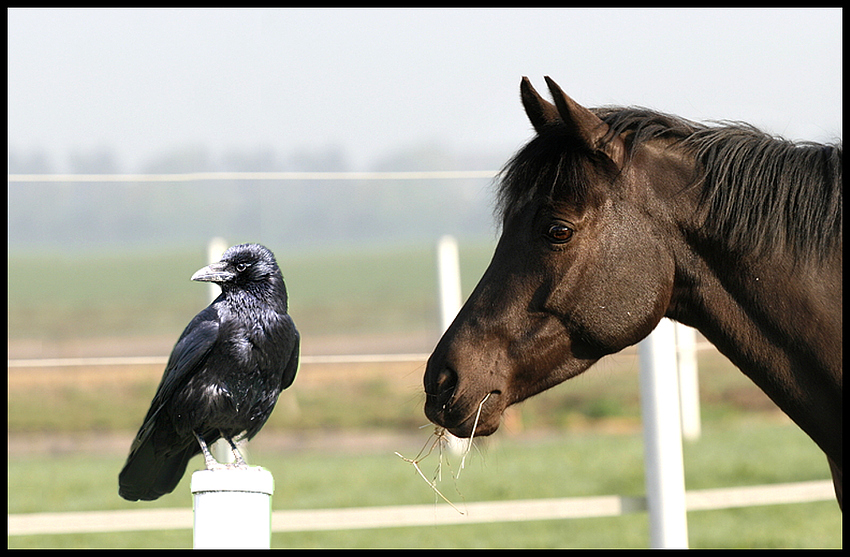 Guck mal - da guckt einer .....