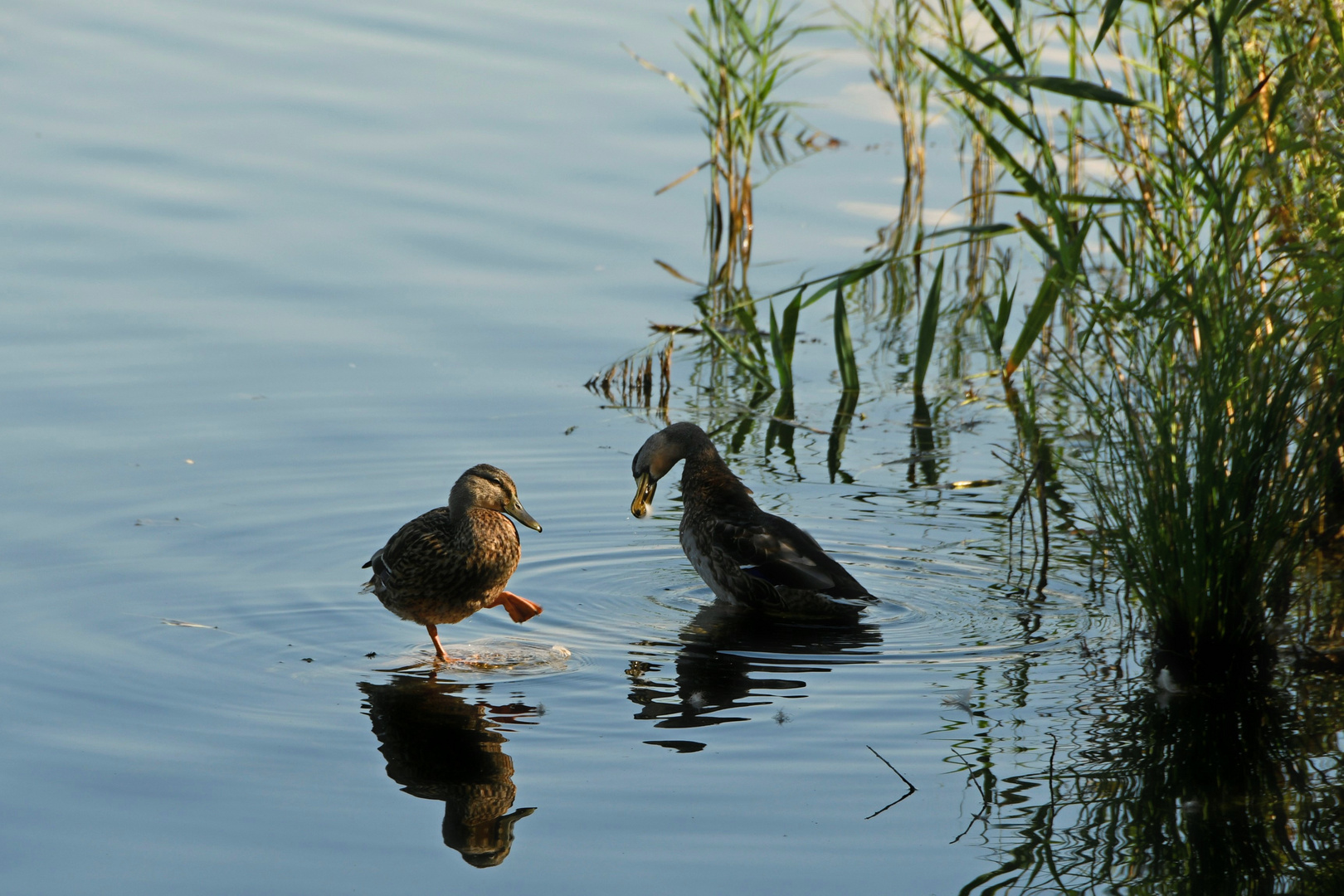 Guck mal - daaa juckt es . . .