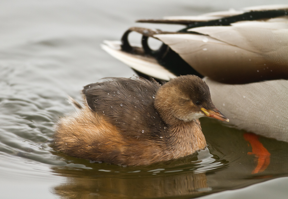 Guck mal die Ente hat ein KInd..