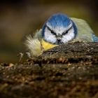 "GUCK MAL - DIE GUCKT"