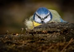 "GUCK MAL - DIE GUCKT"