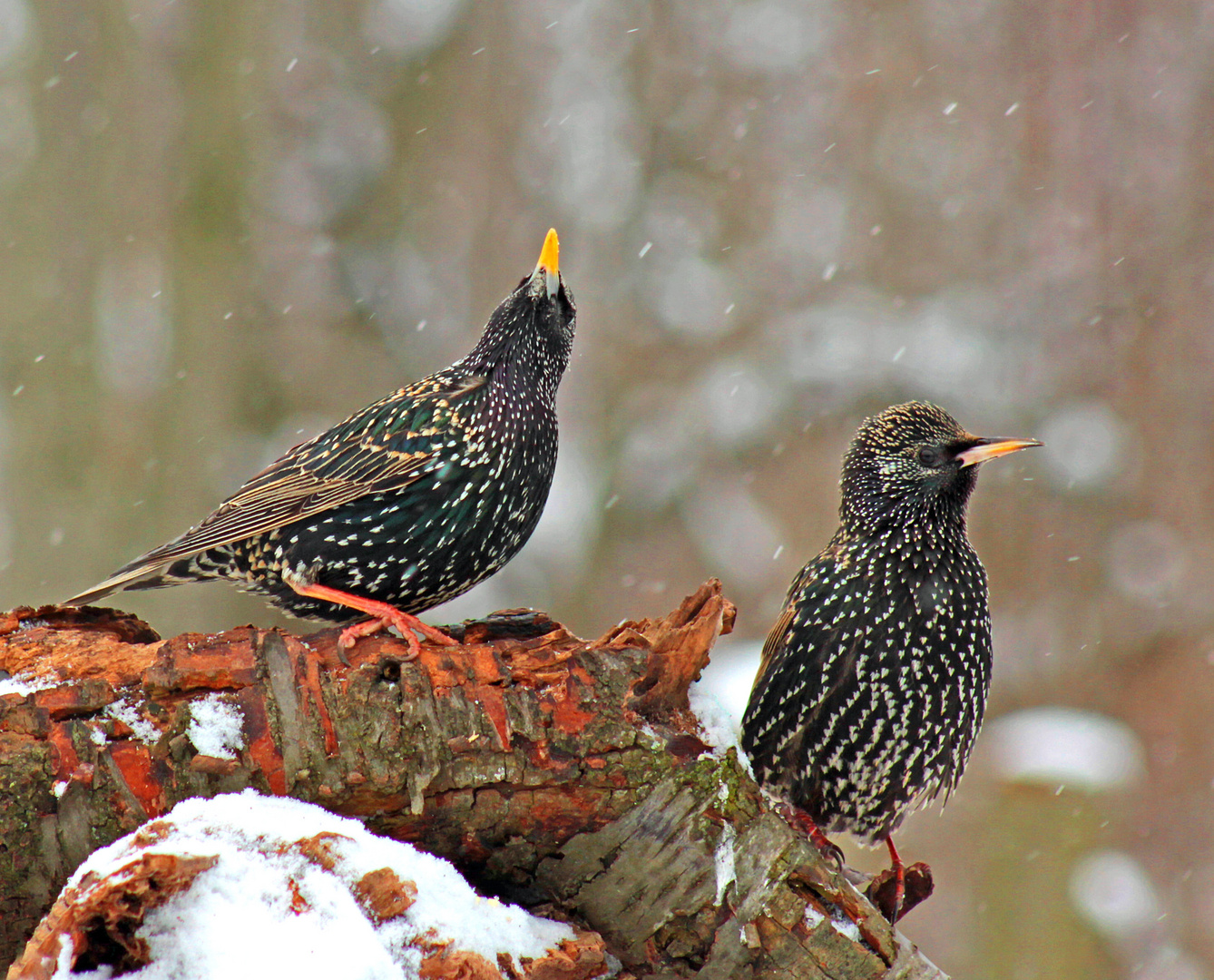 Guck mal!! Es schneit!!!