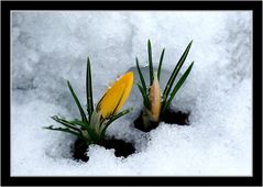 Guck mal,  es wird Frühling.