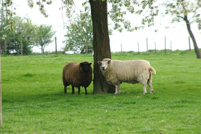 ''Guck mal, Gaffer!"