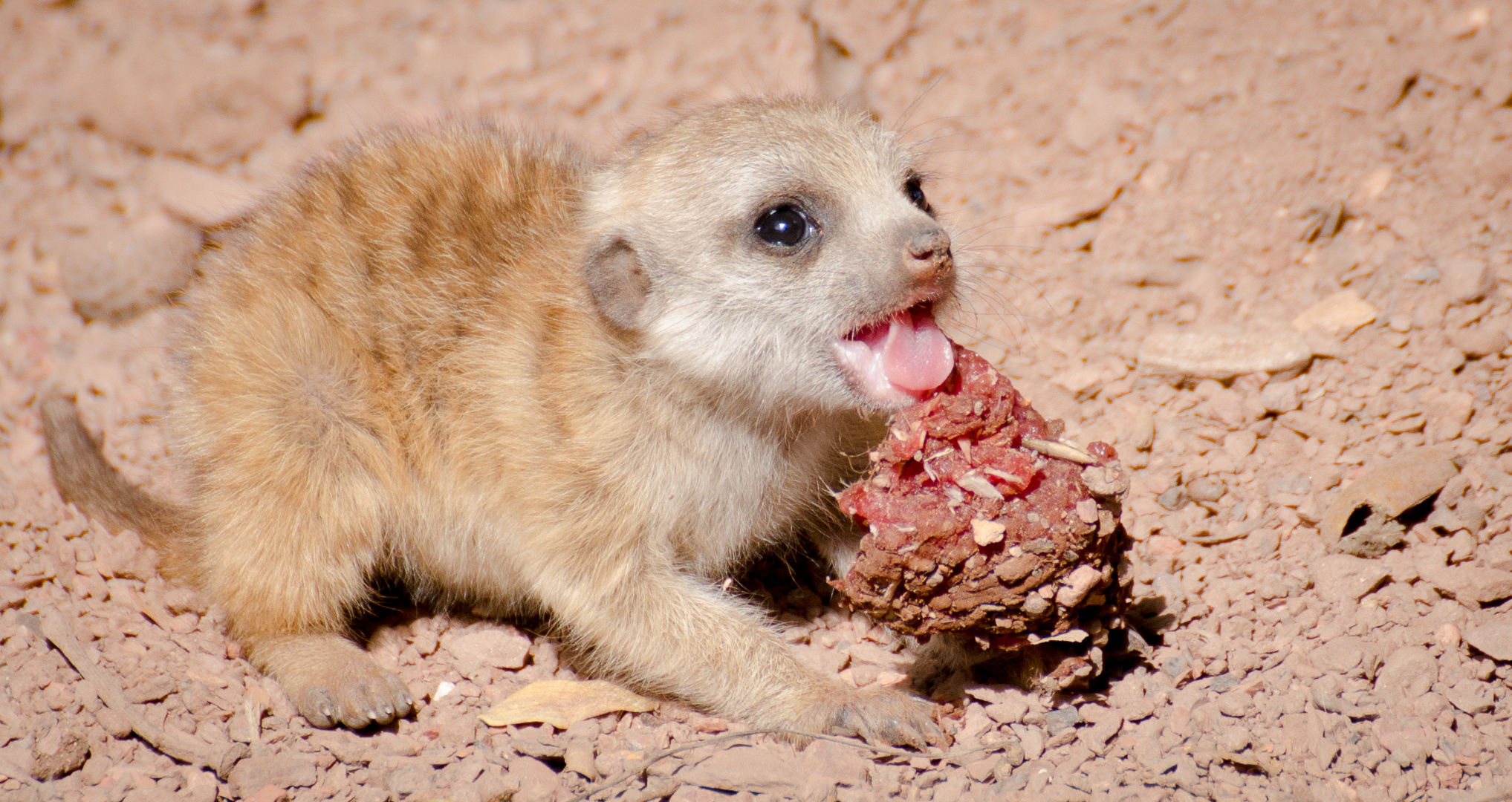 "Guck mal Mama..."