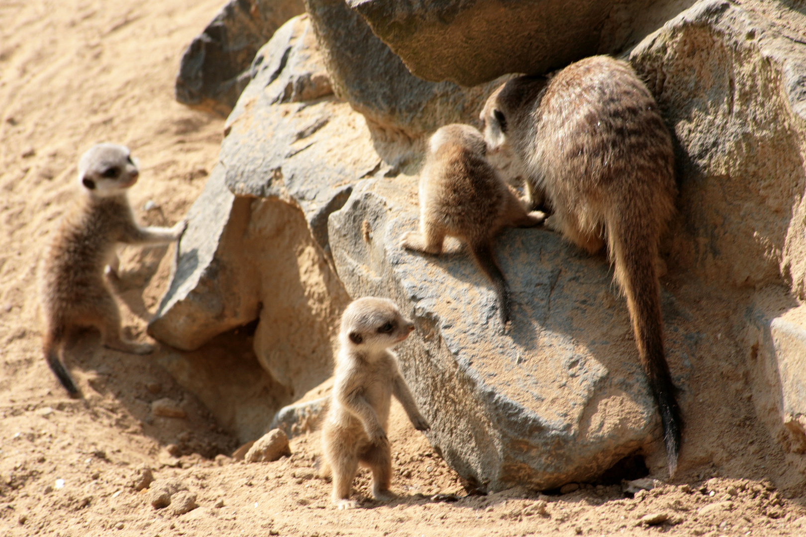 "guck' mal ,mama, ich kann schon männchen"