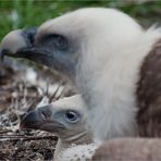 "Guck mal Mami, da ist schon wieder das doofe Stachelschwein!"