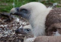 "Guck mal Mami, da ist schon wieder das doofe Stachelschwein!"