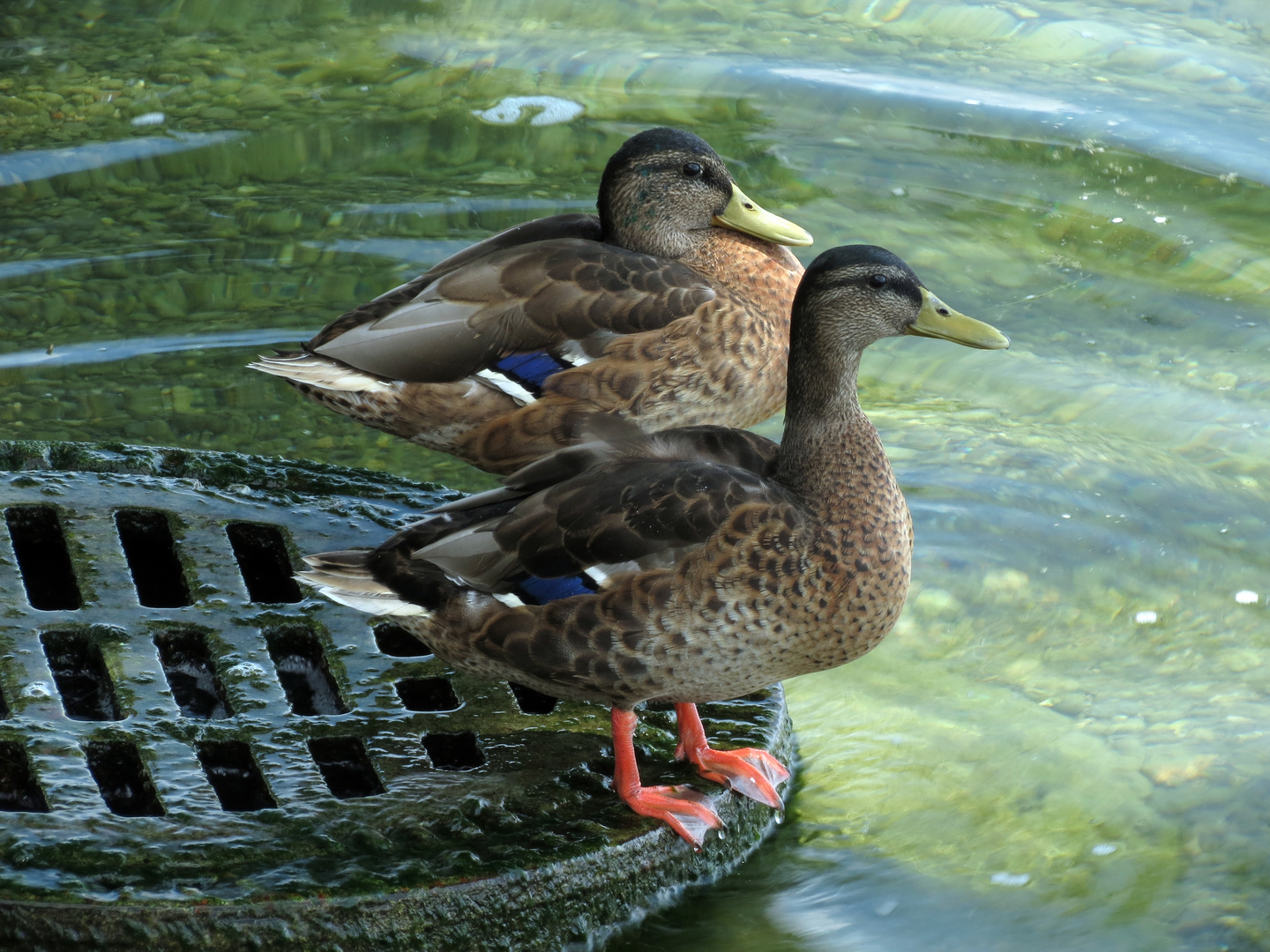 Guck mal, was da alles so rumschwimmt auf dem See