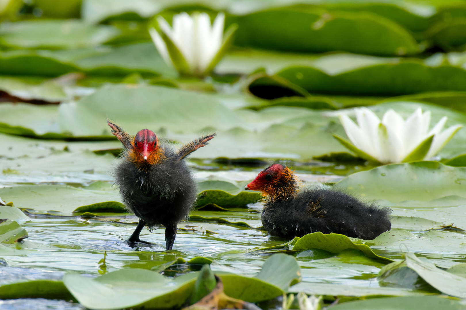 Guck mal was ich schon kann, Blässhuhnküken - (Fulica atra) 