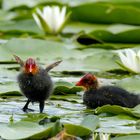 Guck mal was ich schon kann, Blässhuhnküken - (Fulica atra) 