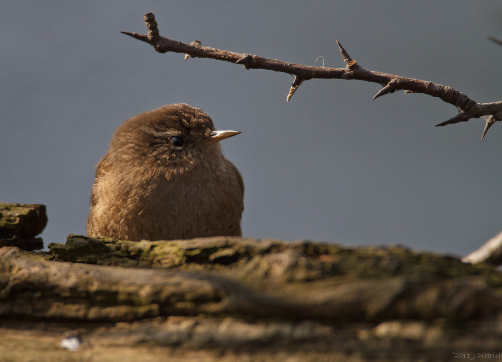 Guck mal wer da guckt ?