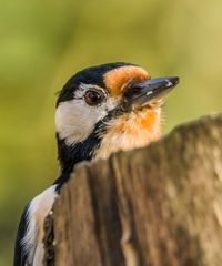 "GUCK MAL WER DA GUCKT"?