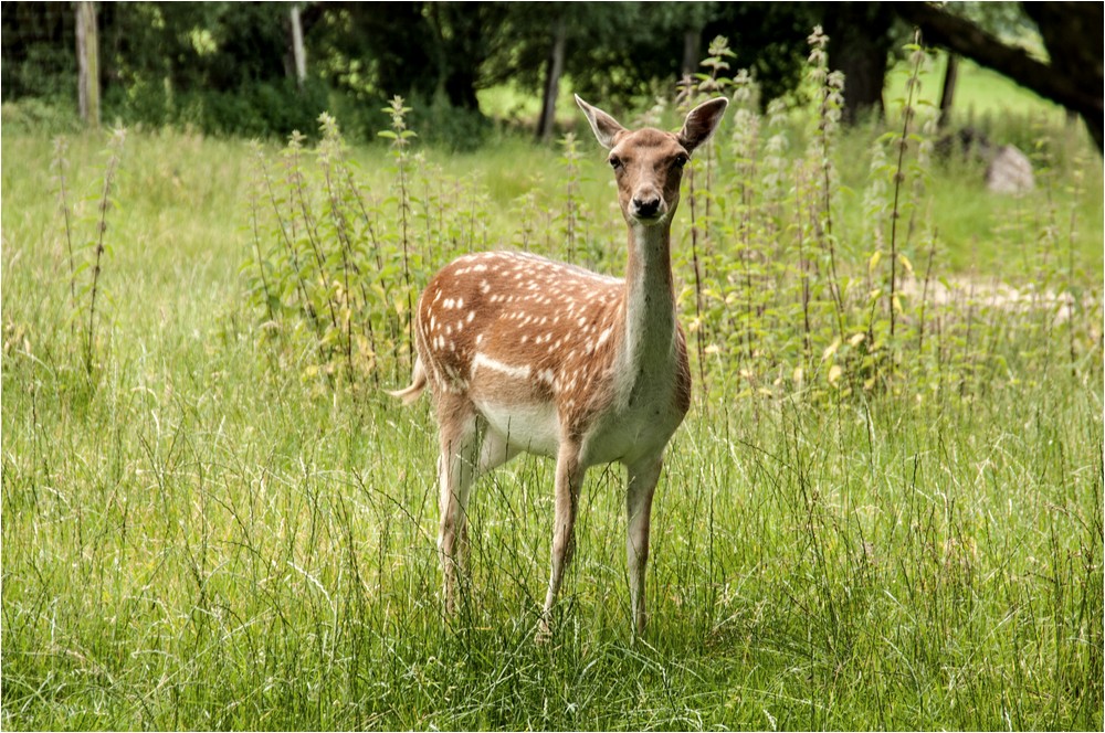 Guck mal wer da guckt