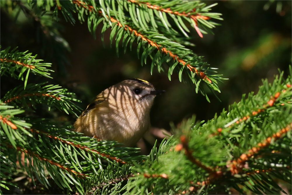 Guck mal, wer da guckt... Wintergoldhähnchen - Regulus regulus -