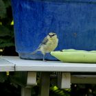 Guck mal...ich kann auf einem Bein stehen ;-)