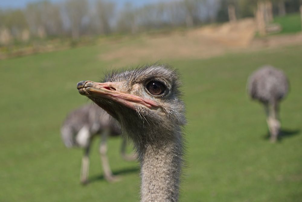 Guck mir in die Augen...