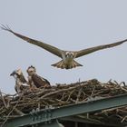 Guck nicht hin,er gibt wieder mit "Fliegen" an...