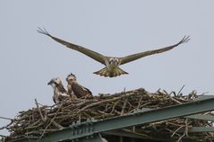 Guck nicht hin,er gibt wieder mit "Fliegen" an...